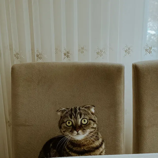 Cute tabby cat sitting on a chair at the dining table with curtains in the background.