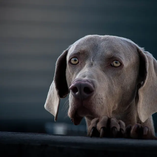 Faithful purebred Weimaraner dog with cute shiny eyes and black claws on blurred background