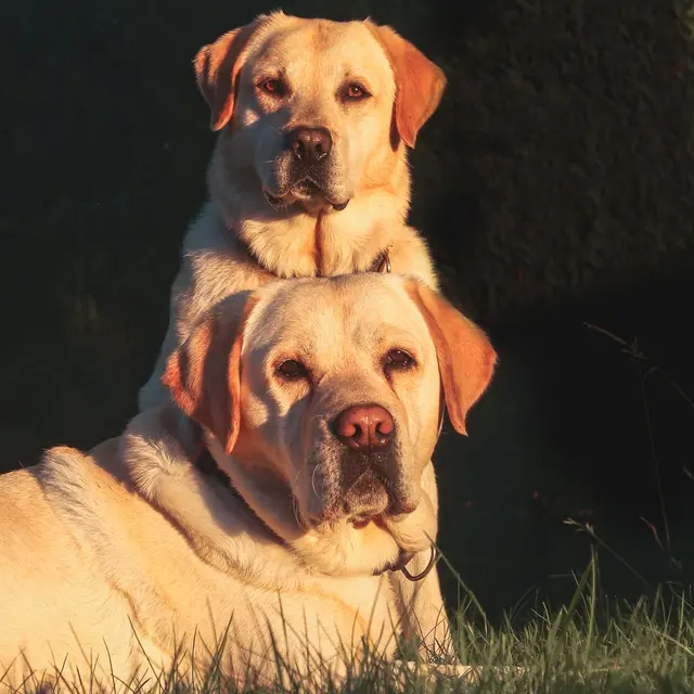 Two Labrador Retrievers bask in the sunlight, showcasing their glossy coats and calm demeanor.