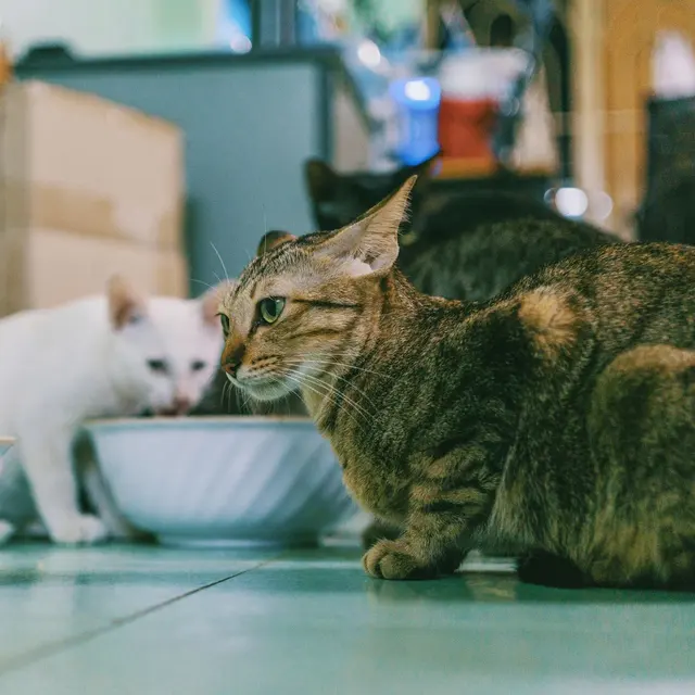 Close-up of three domestic cats eating indoors, with focused expressions and vibrant fur.