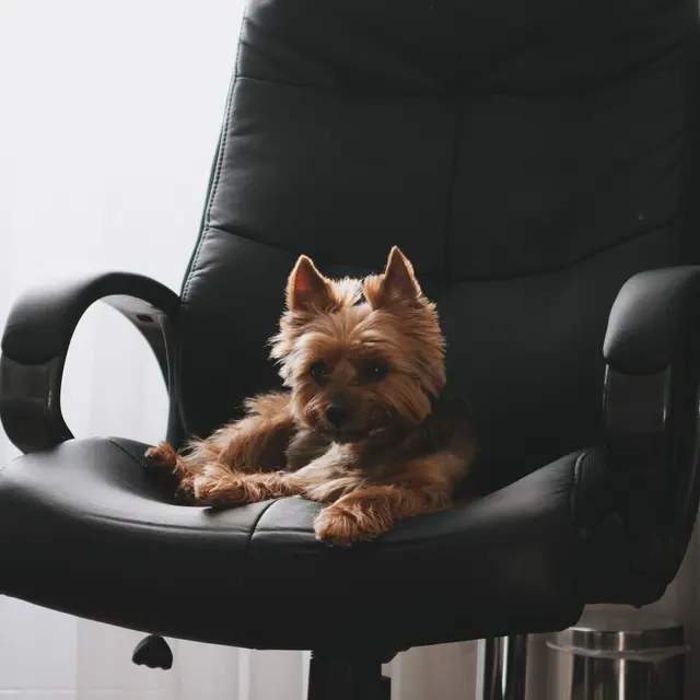 Cute Yorkshire Terrier lounging comfortably on a black leather office chair indoors.