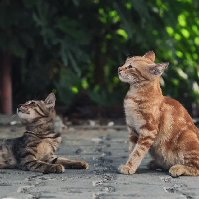 Two adorable kittens sitting and observing their surroundings on an outdoor pavement.