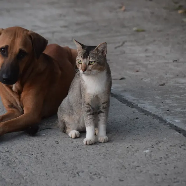 A dog and a cat sitting together on a concrete street in Kolkata. Perfect harmony in an urban setting.