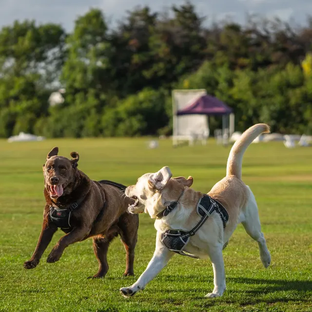 Two Labrador Retrievers playing on a sunny day in an open field.
