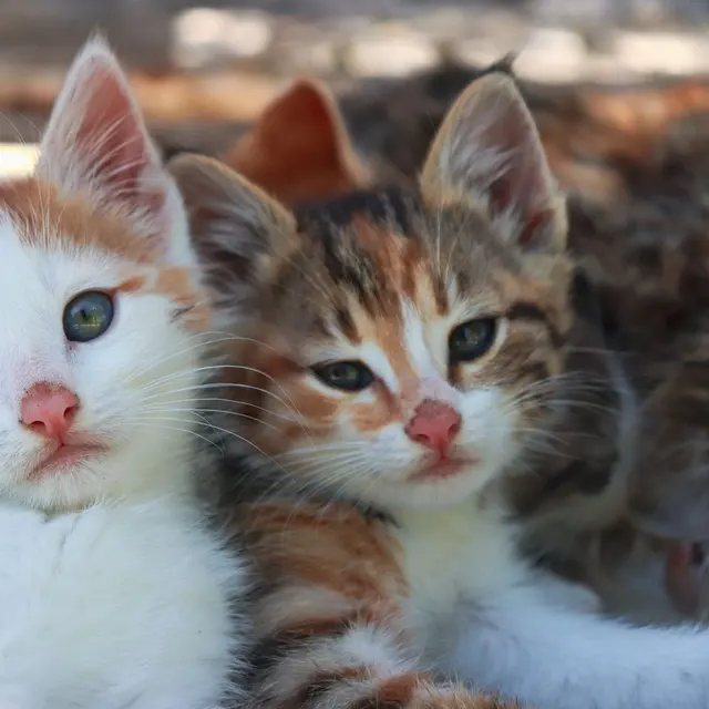 Close-up of two cute kittens snuggling together, showcasing their charming expressions.