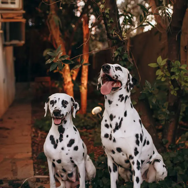Two Dalmatian dogs sitting in a lush garden with trees and greenery, enjoying a sunny day.