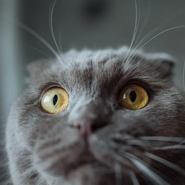 Adorable Scottish Fold cat with striking eyes and blurred background.