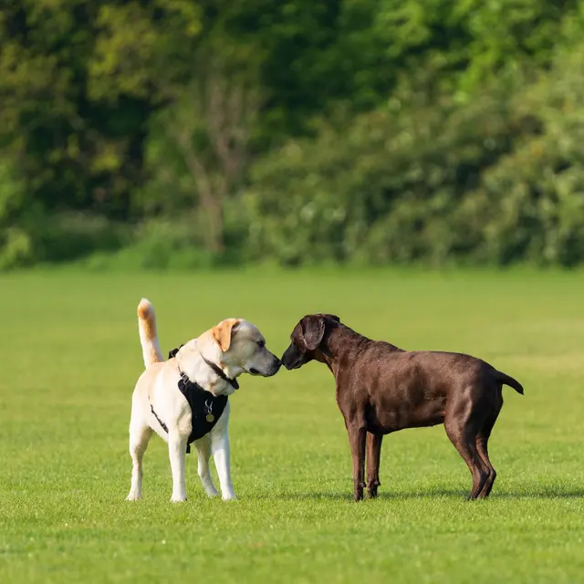 Two labrador retrievers, yellow and chocolate, greet on a sunny park day.