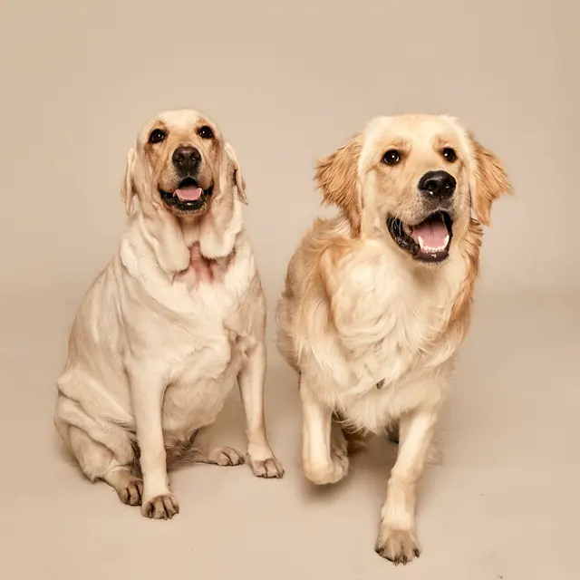 Two golden retrievers sitting and smiling at the camera on a neutral backdrop.