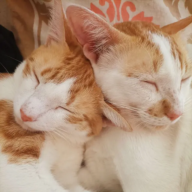 Two ginger and white cats peacefully sleeping together in a cozy indoor setting.