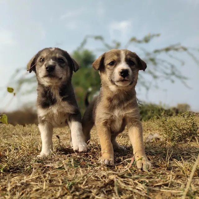 Two cute puppies standing on grass in natural outdoor environment, perfect for pet lovers.