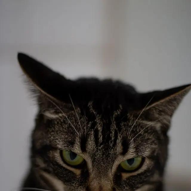 Calm attentive striped cat with green eyes in room with white background looking at camera in daylight with blurred background