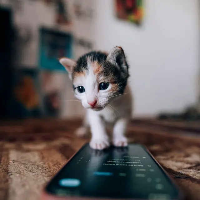 Cute calico kitten standing on a smartphone, exploring an indoor environment with curiosity.
