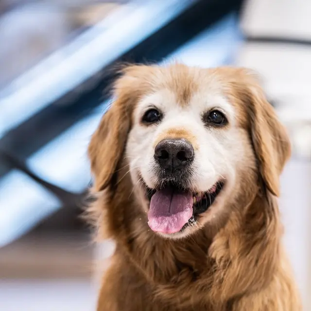 Charming golden retriever with a joyful expression in an indoor setting.
