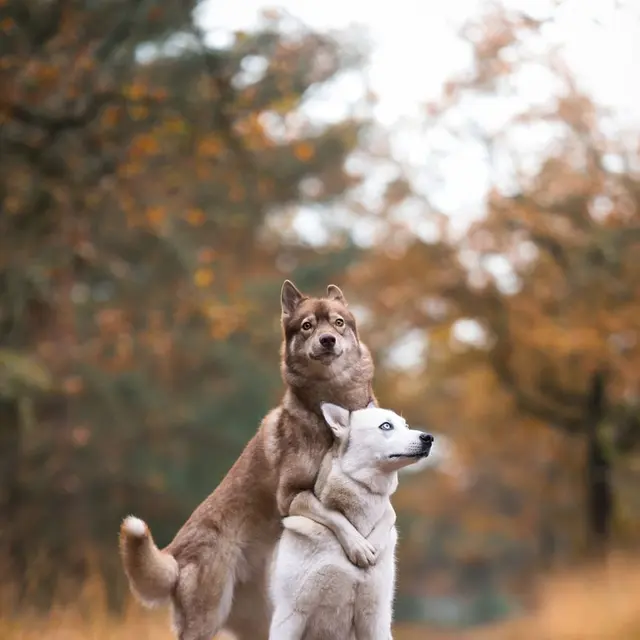 Two playful dogs embracing in an autumn forest capturing a heartwarming moment.