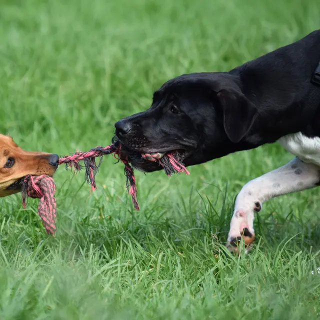 Two dogs passionately playing tug of war on a sunny day.