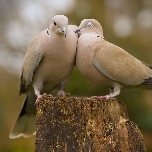 A pair of European Turtle Doves resting on a tree stump, symbolizing peace and unity.