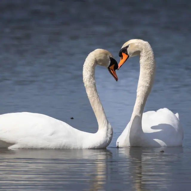 Elegant swans forming a heart shape while swimming gracefully in a serene lake.