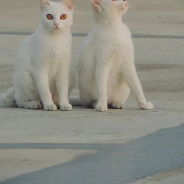 Two white cats sitting together on a cement floor, looking attentive.