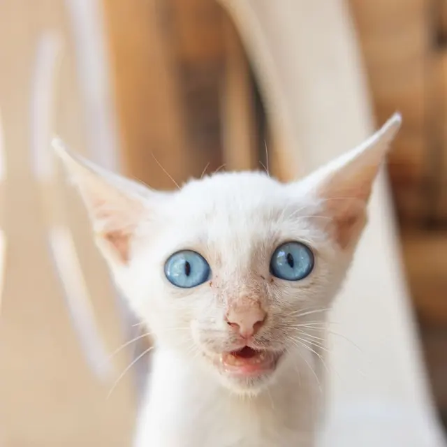 A delightful white kitten with striking blue eyes showcasing a surprised expression.