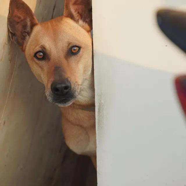 A curious dog peeks around a corner, revealing its attentive expression.