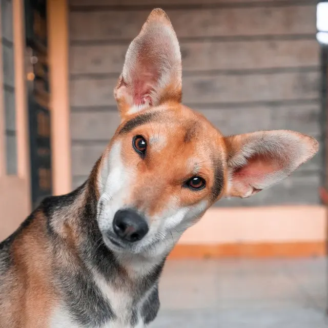 A playful domestic dog poses with a curious head tilt in an indoor setting.