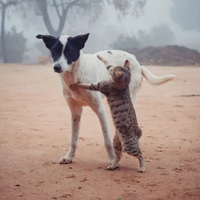 Spotted cat fighting with homeless mongrel dog standing on dusty ground in poor town