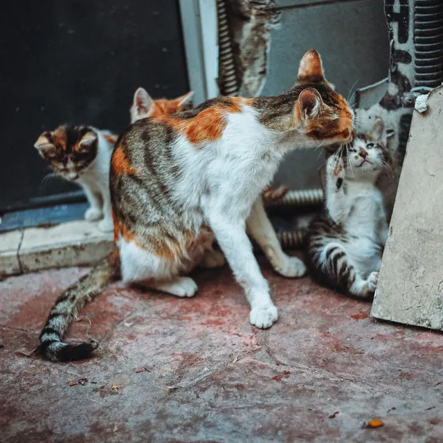 Cute kittens interacting playfully indoors, perfect for animal and pet themes.