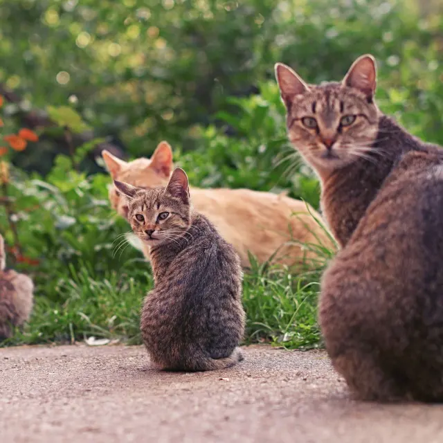 A delightful scene of multiple tabby cats sitting together on a garden pathway.