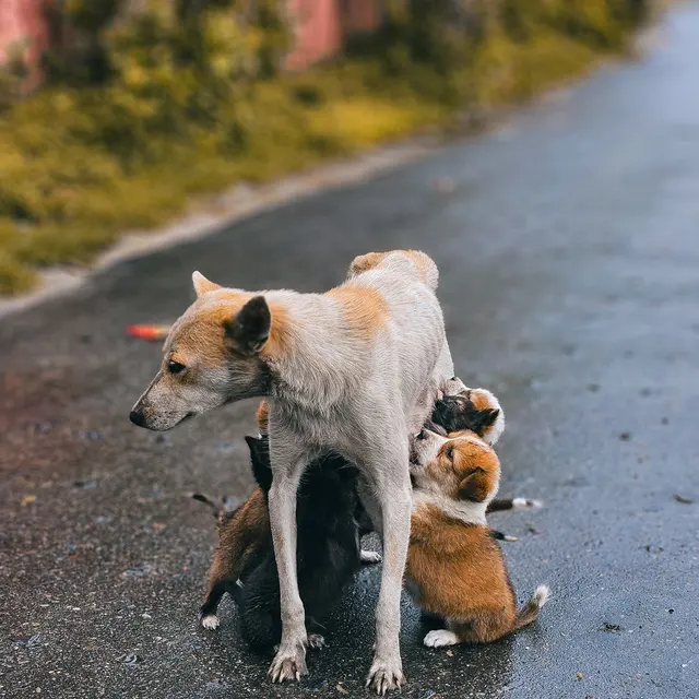 A mother dog feeds her puppies on a rain-soaked street, showing tender care.