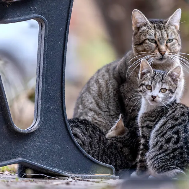 A tender moment between a tabby cat and kittens captured outdoors.