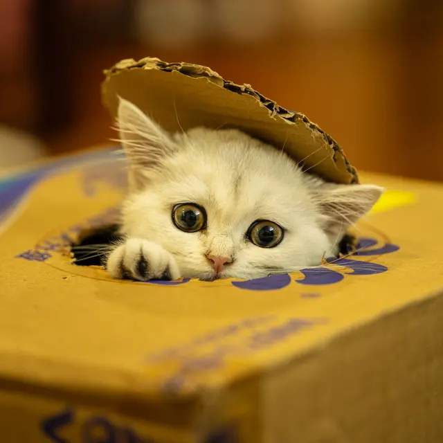 Adorable white kitten peeking out of a cardboard box with playful eyes.