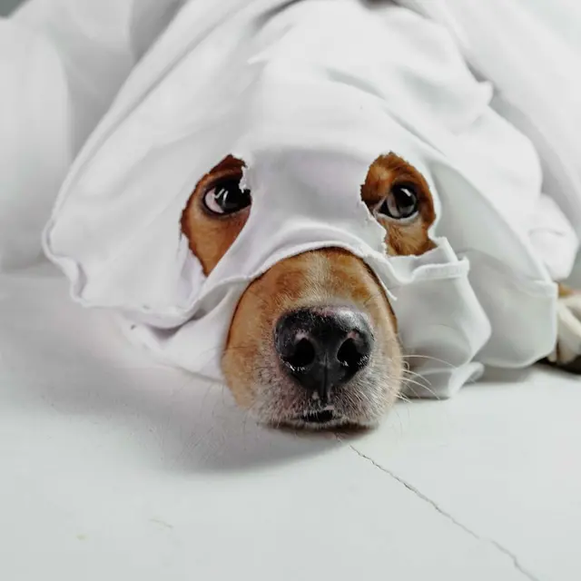 Cute dog playfully peering through a white sheet, resembling a ghost costume.