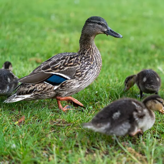 A mother duck with her ducklings walking on lush grass in Luzern, Switzerland.