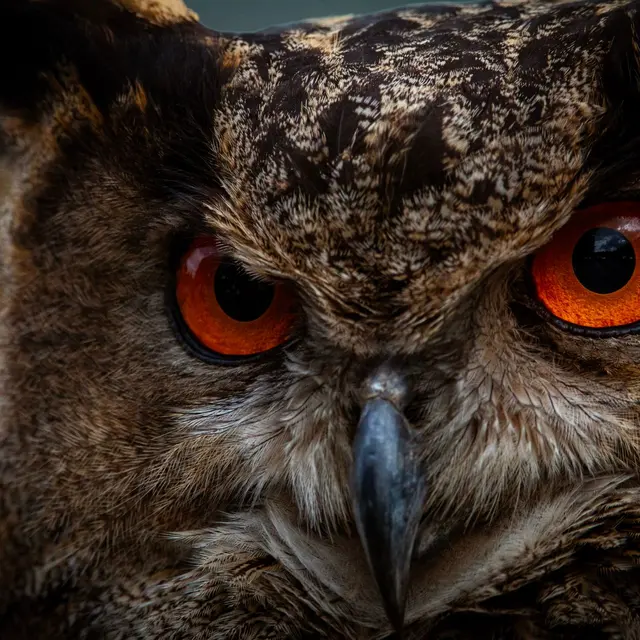 Captivating close-up of an Eurasian Eagle-Owl showcasing its vivid orange eyes.