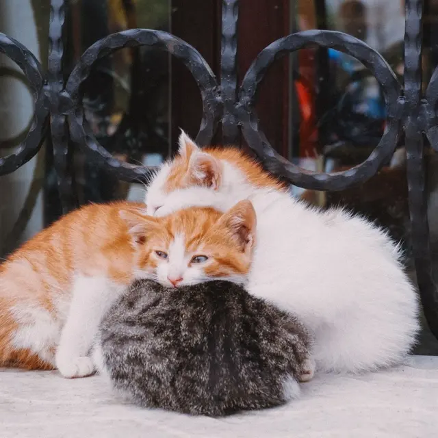 A cute group of three kittens cuddling on a windowsill, exuding warmth and affection.
