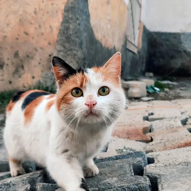 A curious calico cat walking on rough stone pavement outdoors.