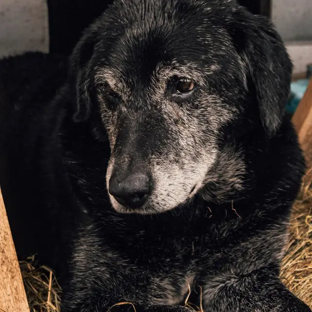 A senior black dog with grey fur lies comfortably in a wooden kennel, showcasing the calmness of an aged pet.