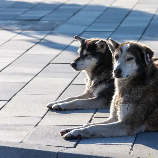 Pair of street dogs lounged on sunlit urban pavement, peaceful and relaxed.