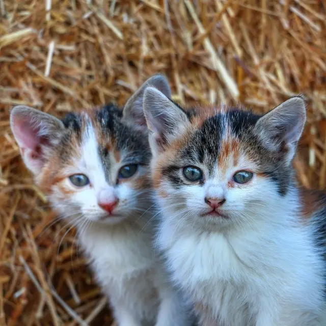 Close-up of two cute tabby kittens sitting together in a haystack, showcasing their soft fur.