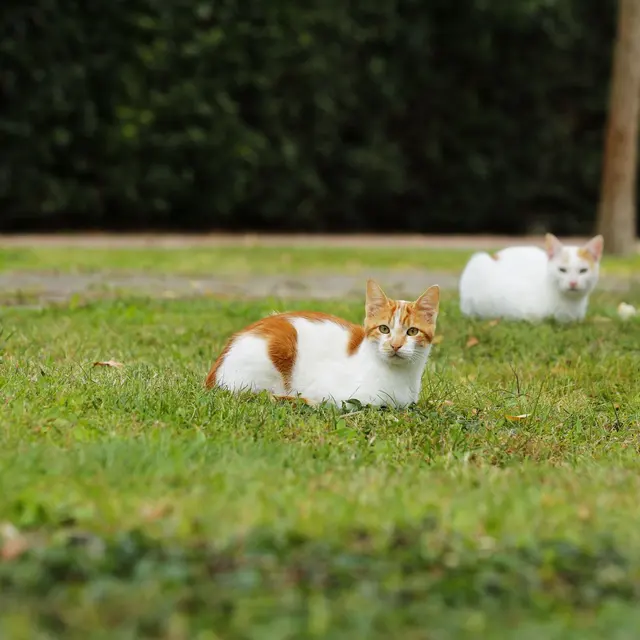 Two domestic cats lying on grassy park area in İzmir, Türkiye.