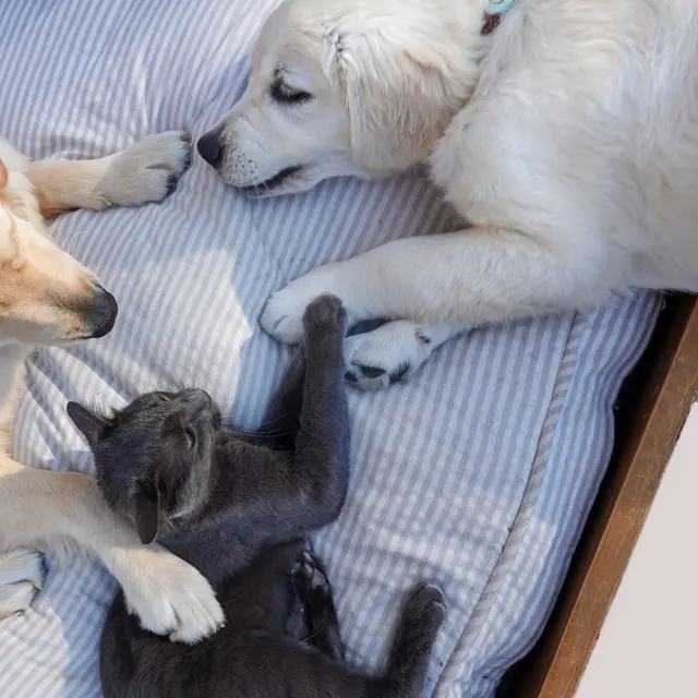 Adorable golden retrievers and a cat comfortably lounging on a bed, exuding tranquility.