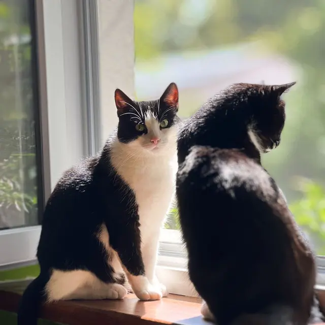Two black and white cats enjoying sunlight by a window, offering a cozy and serene moment.