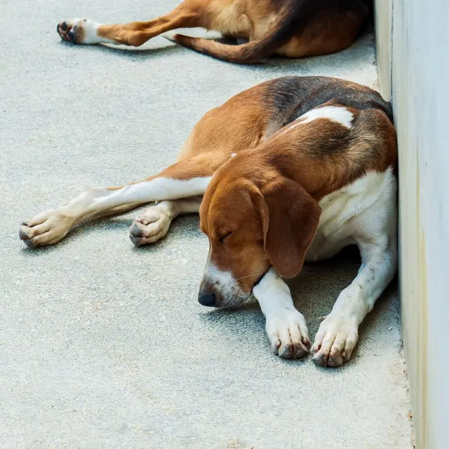Two beagle dogs peacefully resting on a concrete surface against a wall.