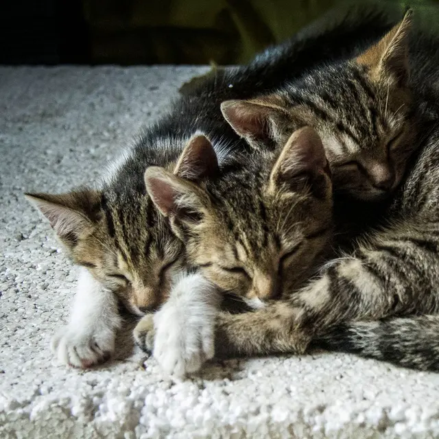 Three cute sleeping tabby kittens snuggling on a cozy surface indoors.