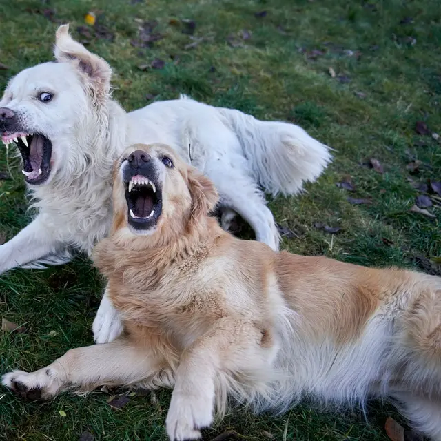 Two playful golden retrievers interacting on a grassy lawn during an autumn day in Oslo.
