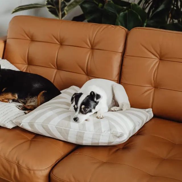 Two adorable dogs relaxing on pillows on a cozy leather sofa indoors.