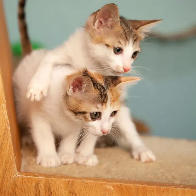 Two adorable kittens playfully exploring indoors with curious expressions.
