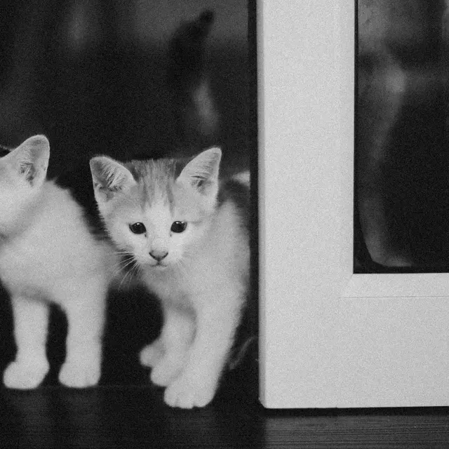 Adorable black and white photo of two curious kittens peeking from behind a door indoors.