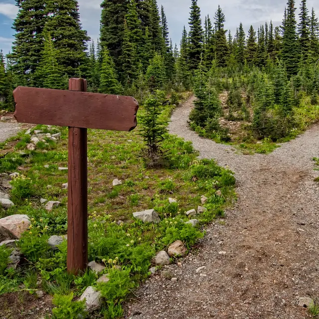 Explore a forked trail in Manning Park, BC amidst lush greenery and conifer trees. Perfect for nature walks.
